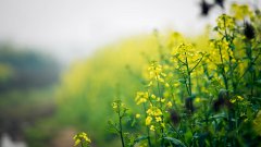 洱海邊悠夏